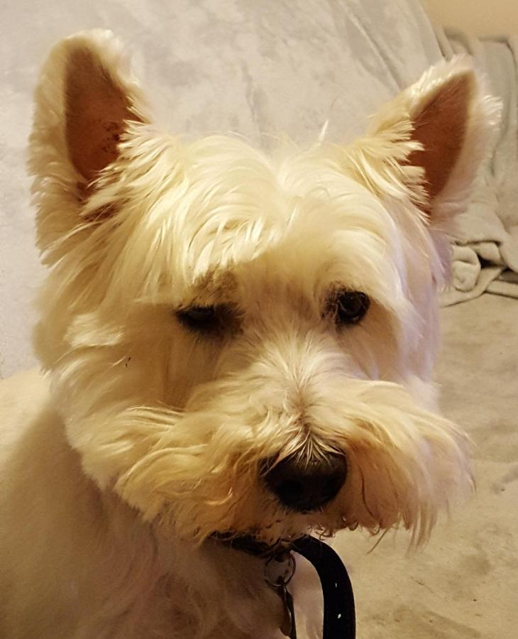 Tanleys B&B Grantown-on-Spey Kültér fotó
